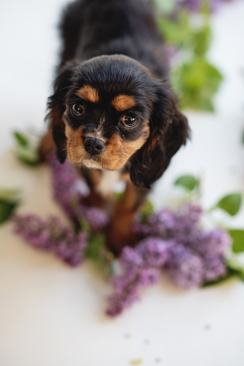 Puppy studio photography in Parker, Colorado